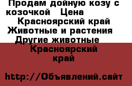 Продам дойную козу с козочкой › Цена ­ 10 000 - Красноярский край Животные и растения » Другие животные   . Красноярский край